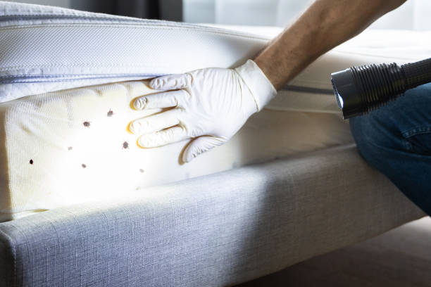 Flea Control Services in Frewsburg, NY