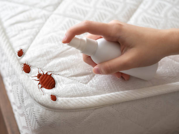 Best Bed Bug Extermination  in Frewsburg, NY