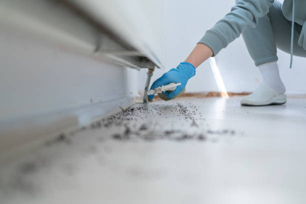 Best Emergency Pest Control  in Frewsburg, NY